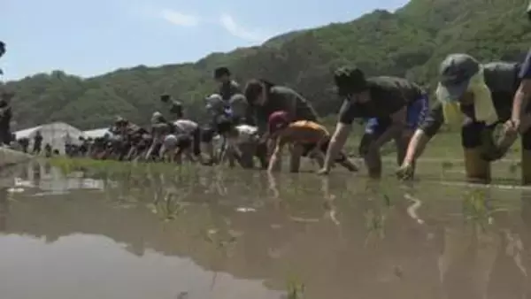「これがあの、おいしいお酒に」　日本酒造りの工程・酒米の苗植え体験会　県内外から120人参加　岩手・大槌町