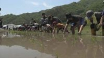 「これがあの、おいしいお酒に」　日本酒造りの工程・酒米の苗植え体験会　県内外から120人参加　岩手・大槌町