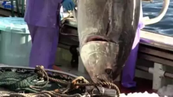 大規模山林火災の影響も　大船渡市魚市場で今年最後の水揚げ