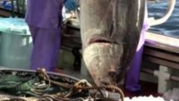 大規模山林火災の影響も　大船渡市魚市場で今年最後の水揚げ