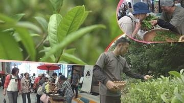 茶の町・盛岡を目指して　「茶都もりおか新茶まつり」　生の茶葉の手もみ体験も　岩手