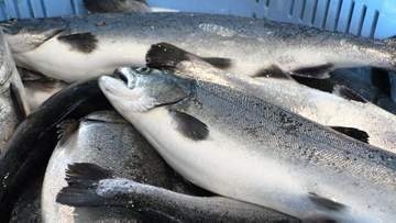 「脂がのってさらりとした味わい」　釜石はまゆりサクラマス今季初水揚げ　60cm級の良質な仕上がり　岩手