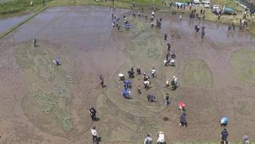 浮かび上がる大谷翔平選手とデコピンの姿　出身地で恒例の田んぼアートの田植え　地域の老若男女200人が参加　見ごろは6月下旬から7月いっぱい　岩手・奥州市