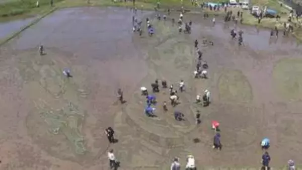 浮かび上がる大谷翔平選手とデコピンの姿　出身地で恒例の田んぼアートの田植え　地域の老若男女200人が参加　見ごろは6月下旬から7月いっぱい　岩手・奥州市