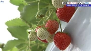 「100キロぐらいの出荷予定分がダメに・・・」大雨でイチゴハウスが浸水　岩手・盛岡市玉山