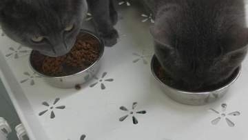 「ネコはなぜごはんを残すのか？」そのカギを握っているのはなんと！岩手大学の研究チームがネコの栄養管理の改善に役立つ研究結果を発表　盛岡市