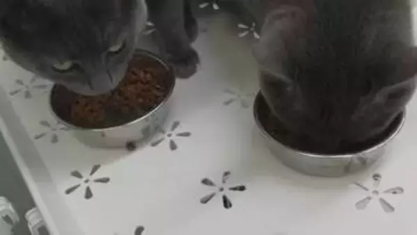 「ネコはなぜごはんを残すのか？」そのカギを握っているのはなんと！岩手大学の研究チームがネコの栄養管理の改善に役立つ研究結果を発表　盛岡市