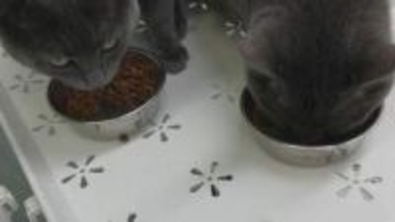 「ネコはなぜごはんを残すのか？」そのカギを握っているのはなんと！岩手大学の研究チームがネコの栄養管理の改善に役立つ研究結果を発表　盛岡市