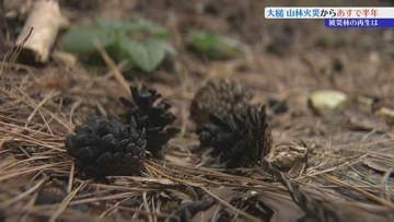 大槌町山林火災から半年　森林の再生に向けた動き進む　岩手
