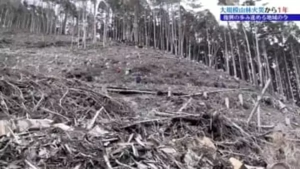 大船渡市大規模山林火災から1年　大船渡市から中継③広大な山林をどのように再生させるか?　岩手