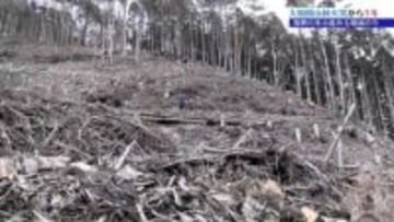 大船渡市大規模山林火災から1年　大船渡市から中継③広大な山林をどのように再生させるか?　岩手