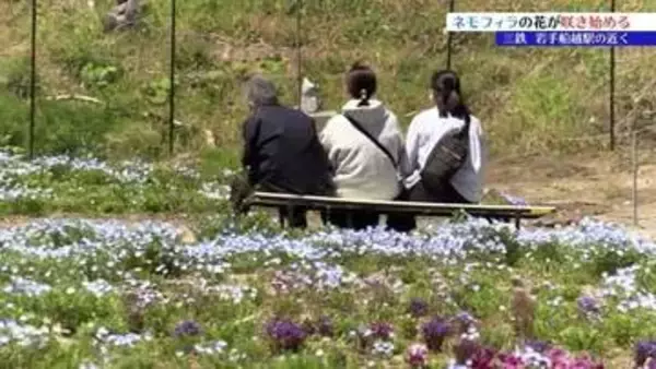 列車が通ると淡いブルーの花びらが一斉に揺れる　三陸鉄道の沿線に広がる70アールのネモフィラの花畑　まもなく見ごろ　岩手・山田町