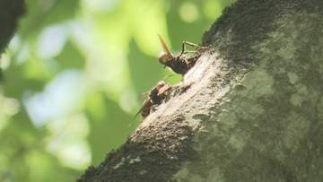 暑い時期には危険な虫、イヤーな虫がいっぱい。刺されないため、噛まれないために気をつけることは？対策を専門家に聞いてみた　岩手
