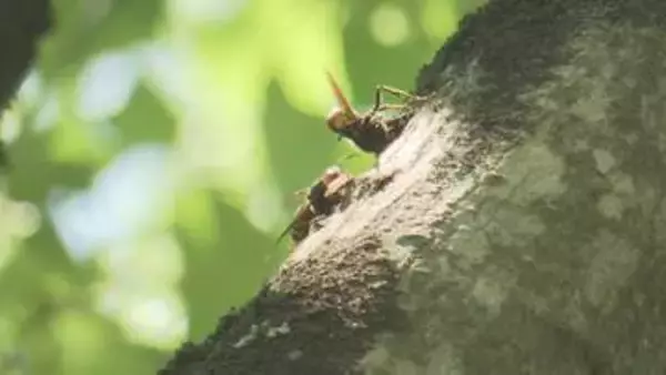 暑い時期には危険な虫、イヤーな虫がいっぱい。刺されないため、噛まれないために気をつけることは？対策を専門家に聞いてみた　岩手