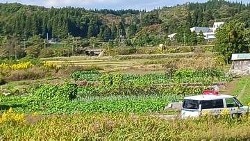 畑で作業中に80代男性がクマに襲われる　頭や右耳、左肩を負傷　会話や歩行は可能　秋田・大仙市