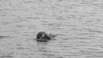 漁港に小型のクジラのような姿　情報を聞いた記者が現地に行くと・・・　これは何クジラですか？　岩手・釜石市