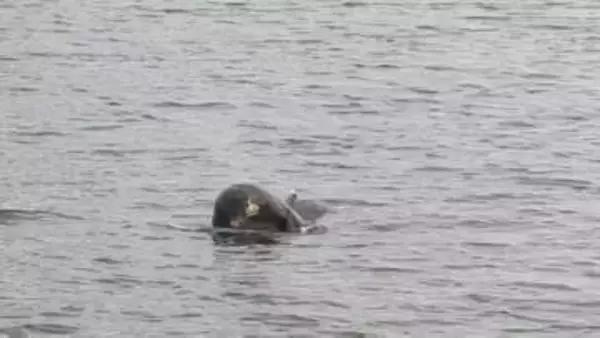 漁港に小型のクジラのような姿　情報を聞いた記者が現地に行くと・・・　これは何クジラですか？　岩手・釜石市