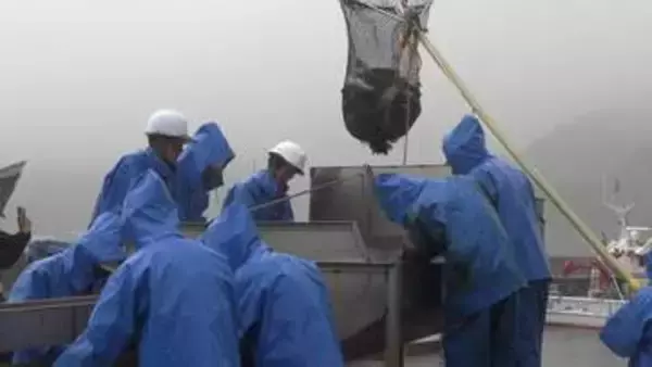 本来は淡水性のニジマスを海で養殖　越喜来漁協が試験養殖するサーモントラウト初水揚げ　岩手・大船渡市