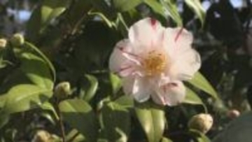 「プリンセス雅子」や「金花茶」にひと足早い春感じる　三陸大船渡つばきまつり