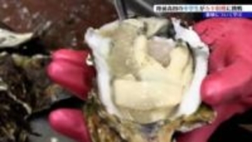 種付けから600日…待望のカキ収穫　中学生たちが育てた“海の恵み”を実感