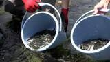 「初夏の甲子川でアユの稚魚250kgを放流　半世紀にわたる清流の恵み　岩手・釜石市」の画像1