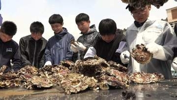 「カキを傷つけないように取るのが難しい」中学生が養殖ガキの種付け作業を体験　岩手・陸前高田市
