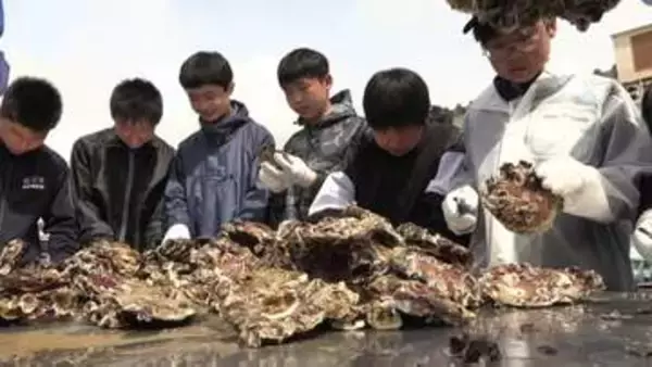 「カキを傷つけないように取るのが難しい」中学生が養殖ガキの種付け作業を体験　岩手・陸前高田市
