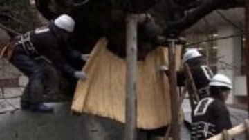 国の天然記念物「石割桜」を守る雪囲い　庭師が来春の花に願い込めて施す　岩手・盛岡