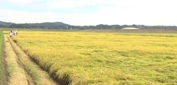 岩手県内の水稲刈取り進捗率は89％　ほぼ平年並みの進み具合