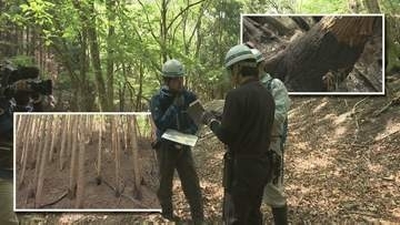岩手県大槌町の山林火災の発生から22日で1か月　現地調査進む　山林復旧の課題は　岩手