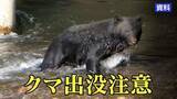 「右前足の付け根に引っかかれたような傷　クマに襲われたとみられるカモシカの死骸見つかる　前日には動物の唸り声も　岩手・一関市」の画像1