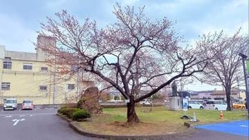 一関でサクラ開花　最高気温14.4度の陽気で一気にほころぶ　岩手