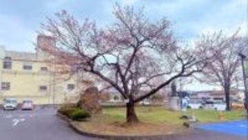 一関でサクラ開花　最高気温14.4度の陽気で一気にほころぶ　岩手