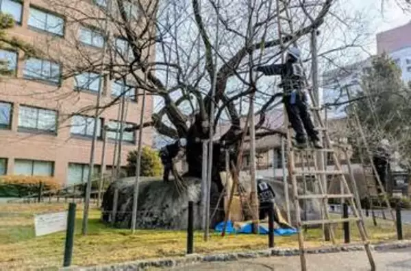 国の天然記念物、石割桜「雪囲い」取り外され春の装いに　つぼみは順調に生育　盛岡市