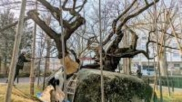 国の天然記念物、石割桜「雪囲い」取り外され春の装いに　つぼみは順調に生育　盛岡市