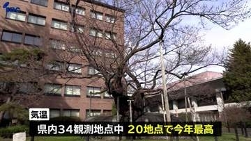 34観測地点中20か所で今年最高　岩手県南や沿岸で5月中旬から6月中旬並みの暖かさに　盛岡市の石割桜は開花間近