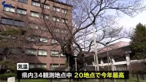 「34観測地点中20か所で今年最高　岩手県南や沿岸で5月中旬から6月中旬並みの暖かさに　盛岡市の石割桜の開花は「間近」」の画像