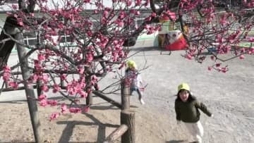 「うめ～！かわいい」園児の歓声響く園庭　大船渡で樹齢100年以上の早咲き紅梅が濃いピンク色に　2月の暖かさで一気に七分咲き