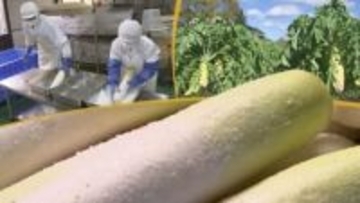 パリパリ食感と程よい塩加減　天然の冷蔵庫で熟成させる「大根の一本漬け」　豪雪地帯の知恵が息づく一品　岩手・西和賀町