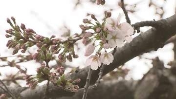 盛岡でソメイヨシノの開花　地方気象台が発表　これまでで2番目に早く花開く