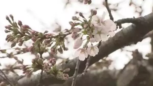 盛岡でソメイヨシノの開花　地方気象台が発表　これまでで2番目に早く花開く