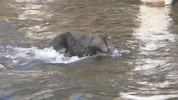 クマの餌　ブナの実は2026年秋“豊作”予想　大量出没のリスク低下も「2027年は子連れグマ増加」の可能性　岩手