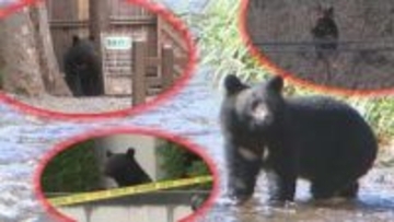 【いわてこの一年⑥】全国的にも被害が続いたクマのニュース　人的被害、緊急銃猟、警察によるクマ対応など　県内で相次いだクマ出没を振り返る　岩手