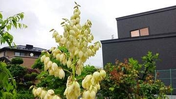 「こんなかわいいのが咲くとは」数十年かけて成長　一生に一度だけ咲く花　民家の庭で幻のリュウゼツラン咲く　岩手・北上市