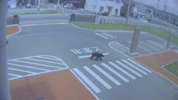 「まさかここに来るとは」給食センターにクマ現れる　正門から侵入し敷地内を移動　防犯カメラに姿　目撃者も　盛岡市