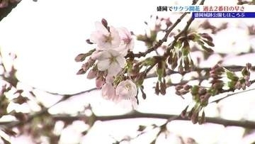 盛岡でサクラ開花　地方気象台が発表　これまでで2番目に早く花開く　盛岡城跡公園は？　岩手