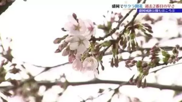 盛岡でサクラ開花　地方気象台が発表　これまでで2番目に早く花開く　盛岡城跡公園は？　岩手