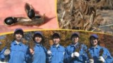 黒い大豆「雫石黒千石」収穫時期迎える　この豆に魅せられ栽培、加工に取り組む5人の高校生を紹介　岩手・雫石町