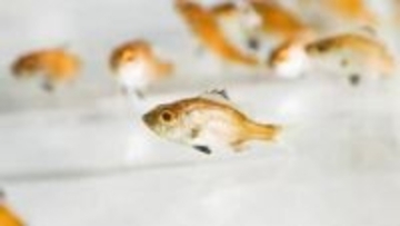 近畿大学、ノドグロ完全養殖に成功　世界初