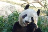 「「国内最後のパンダ」上野動物園を去る! 「パンダ去りし後」はどうなる?」の画像1